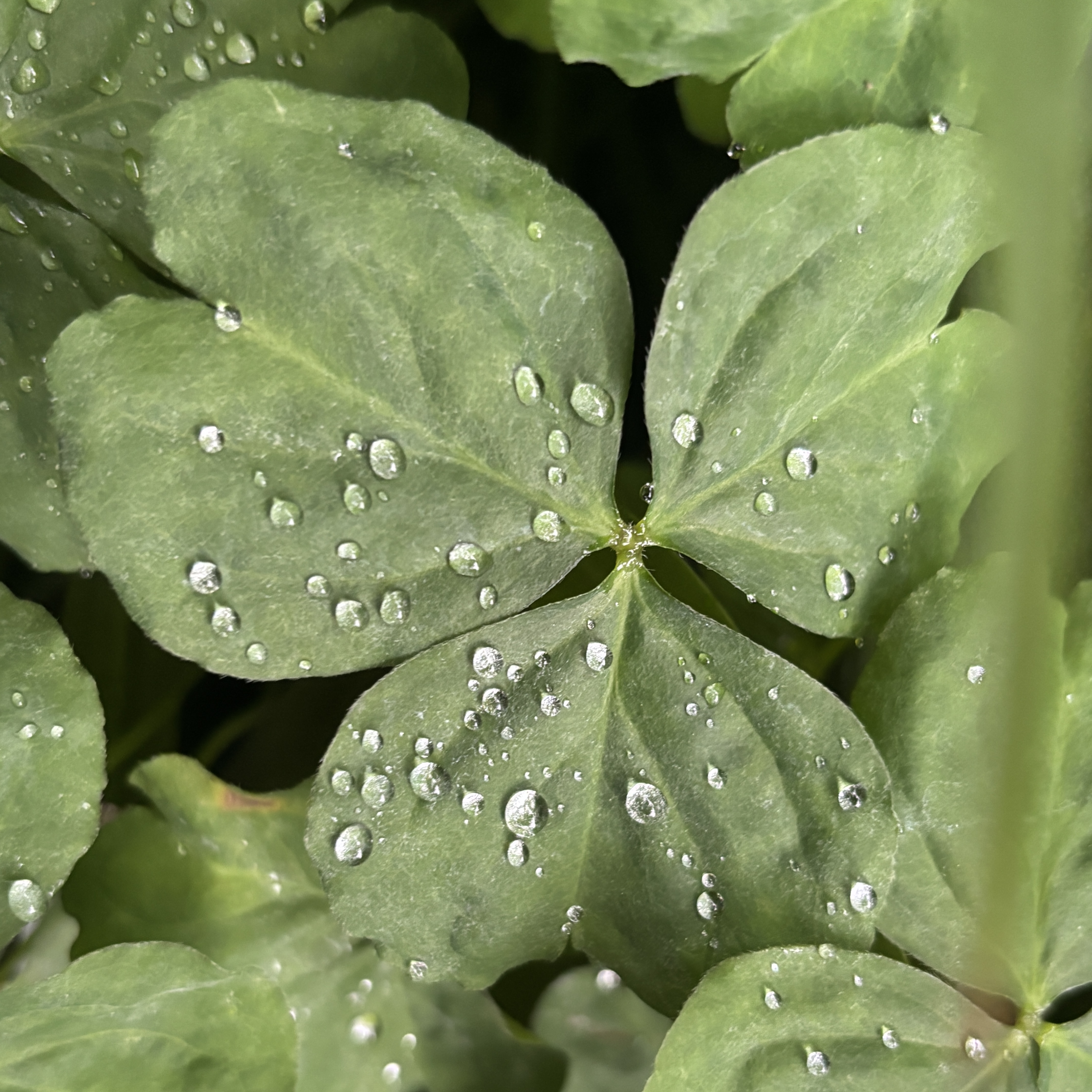 Clover 2